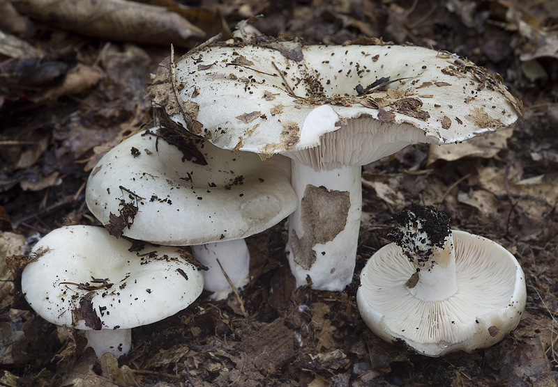 Russula acrifolia